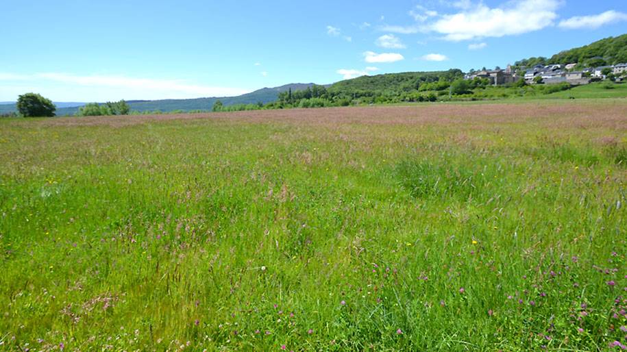 Campo en San Martin de Castañeda